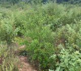 36 Acres for sale in malindi, Marafa