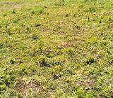 1 Acre for Lease near Two Rivers Mall, Northern Bypass, RUAKA