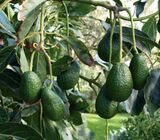 Coffee and Avocado farms for lease in Murang'a County