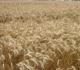 Coffee and wheat farms for lease in Naro/ Murang'a County