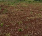 Sagana land