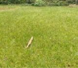 Prime 10 Acres @ 25M Per Acre - Near Kentmere In TIGONI